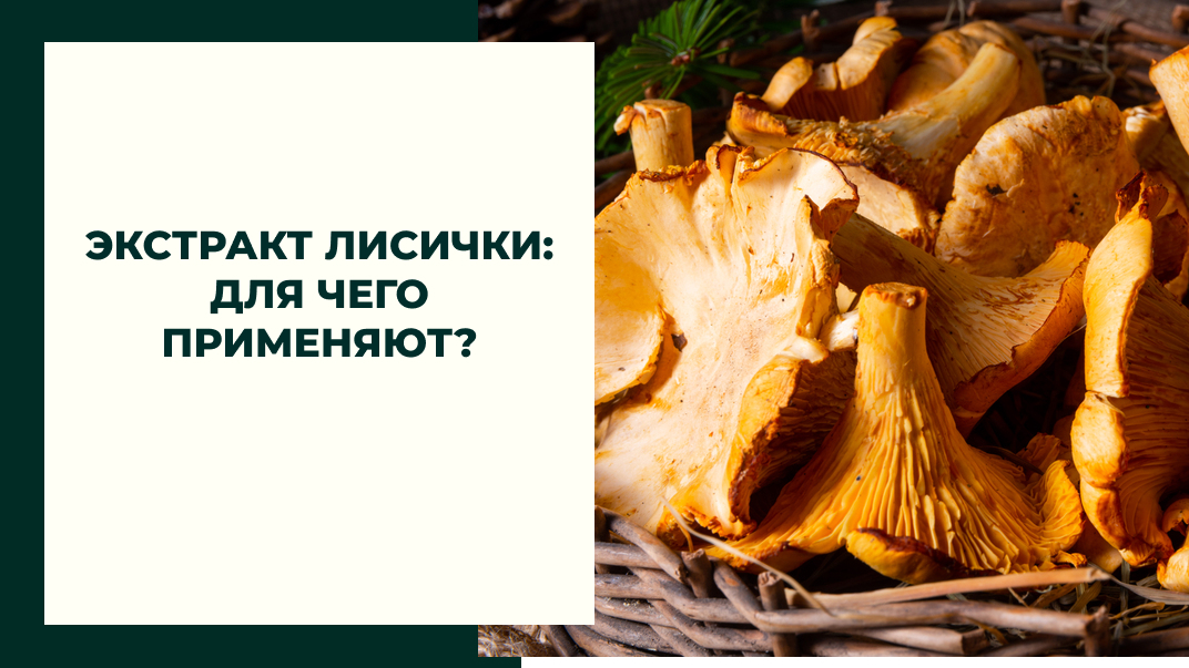 Экстракт лисички: для чего применяют?